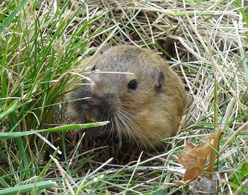 pocket gopher peeks out of a hole