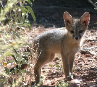 Gray fox kit looking adorable