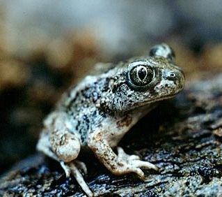 Great Basin Spadefoot toad