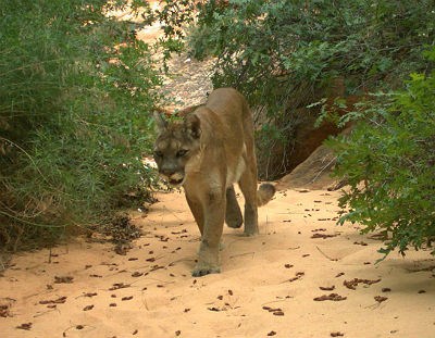 mountain lion walks in a dry desert wash