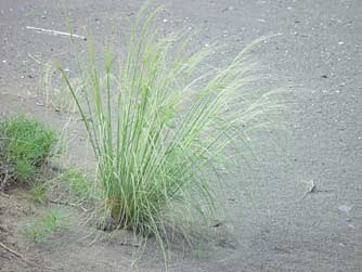 Needle and thread grass (Stipa Comata)