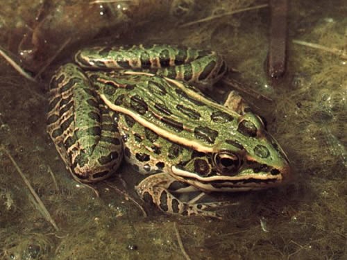 Northern Leopard Frog