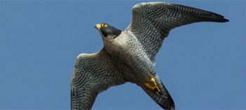 peregrine falcon in flight