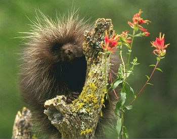 porcupine in a tree porcupine in a tree
