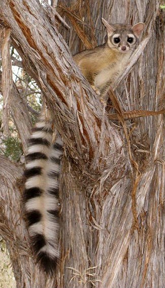 Ringtail in Zion National Park