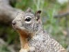 rock squirrel