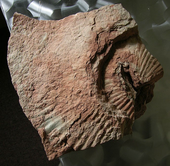 large block of sandstone with 2 fossilized leaves
