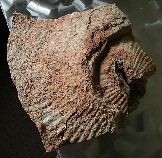 large block of sandstone with 2 fossilized leaves large block of sandstone with 2 fossilized leaves
