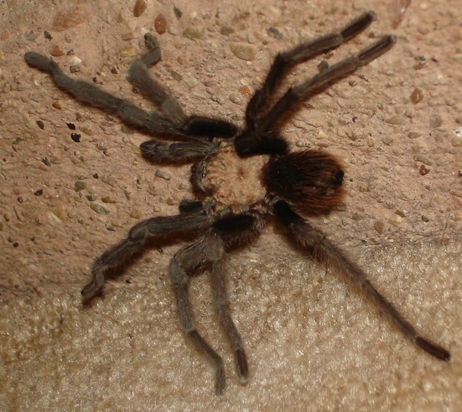 tarantula