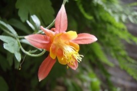 Western Columbine