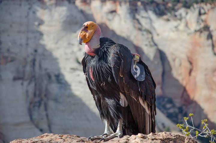 An adult condor sits on the edge of a cliff