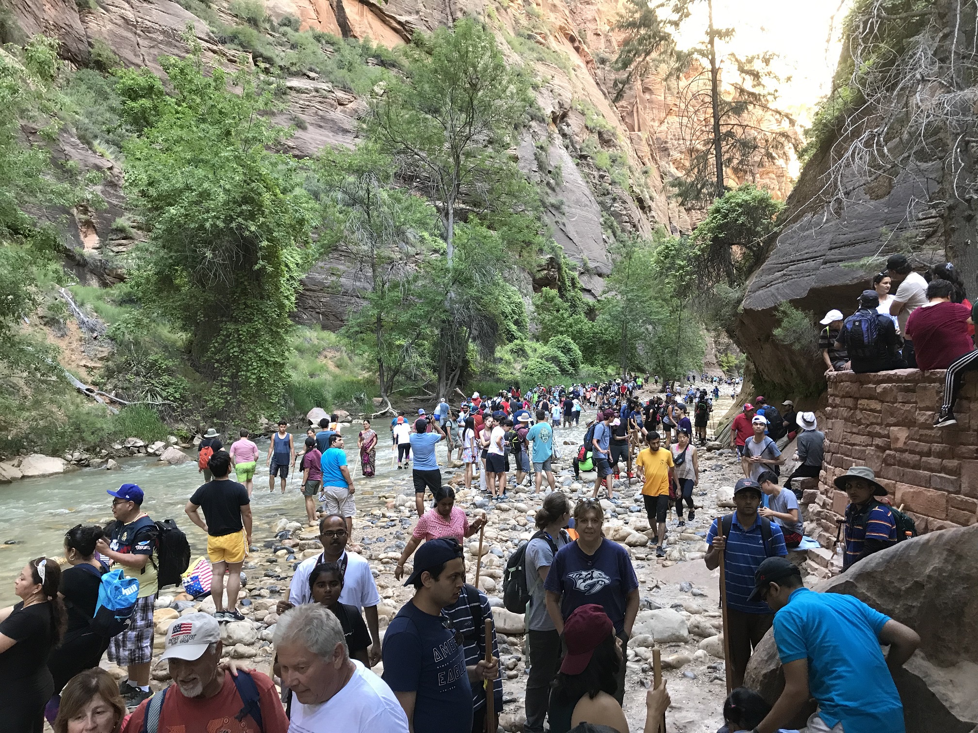 are dogs allowed in zion park