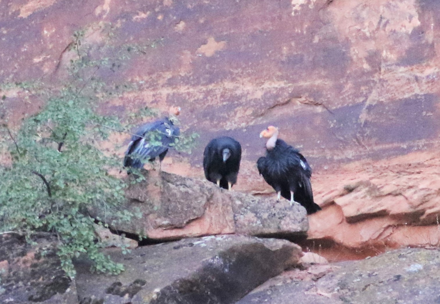 Three condors sit on a rock ledge