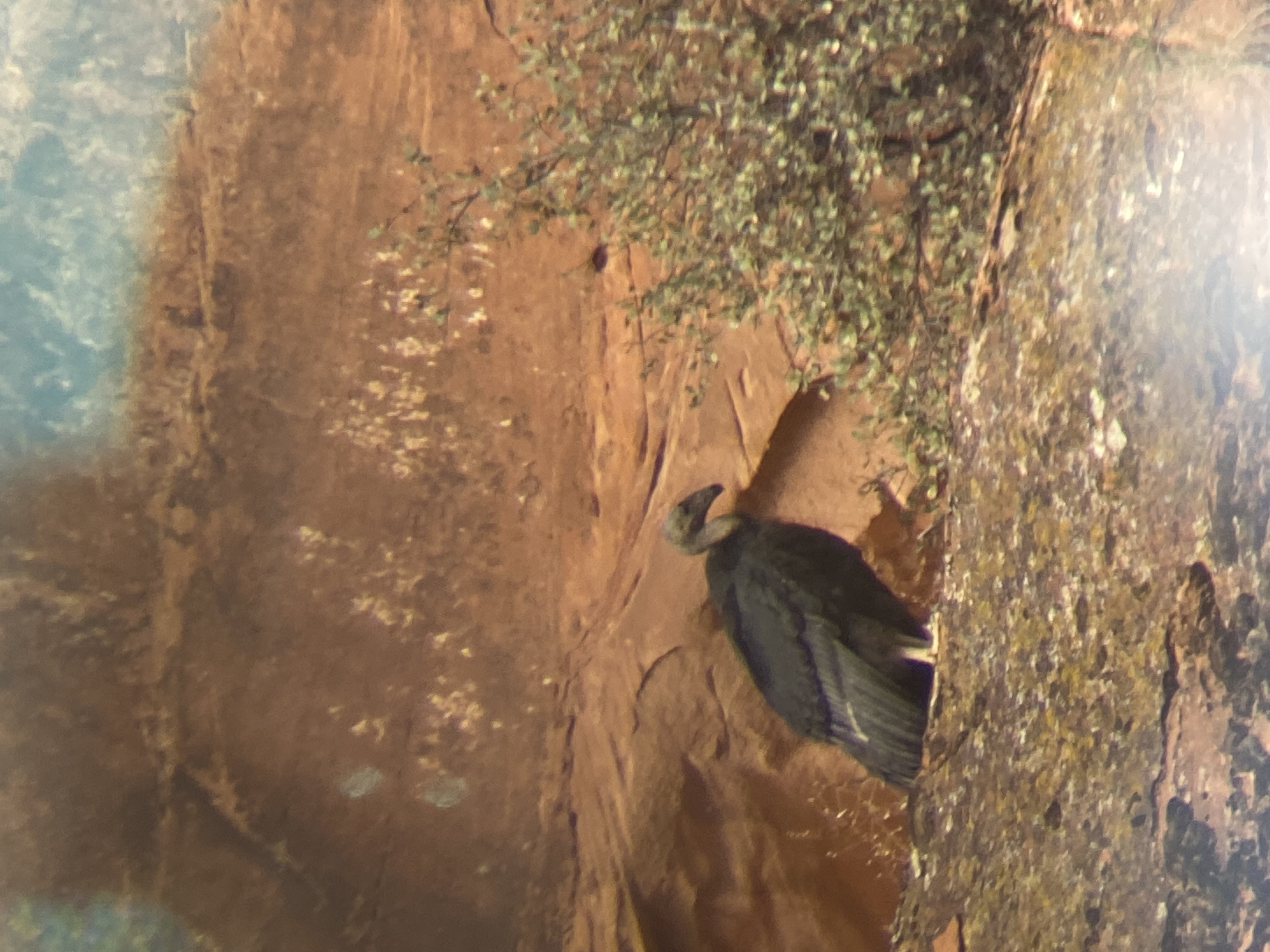 Condor #1111 in Zion National Park