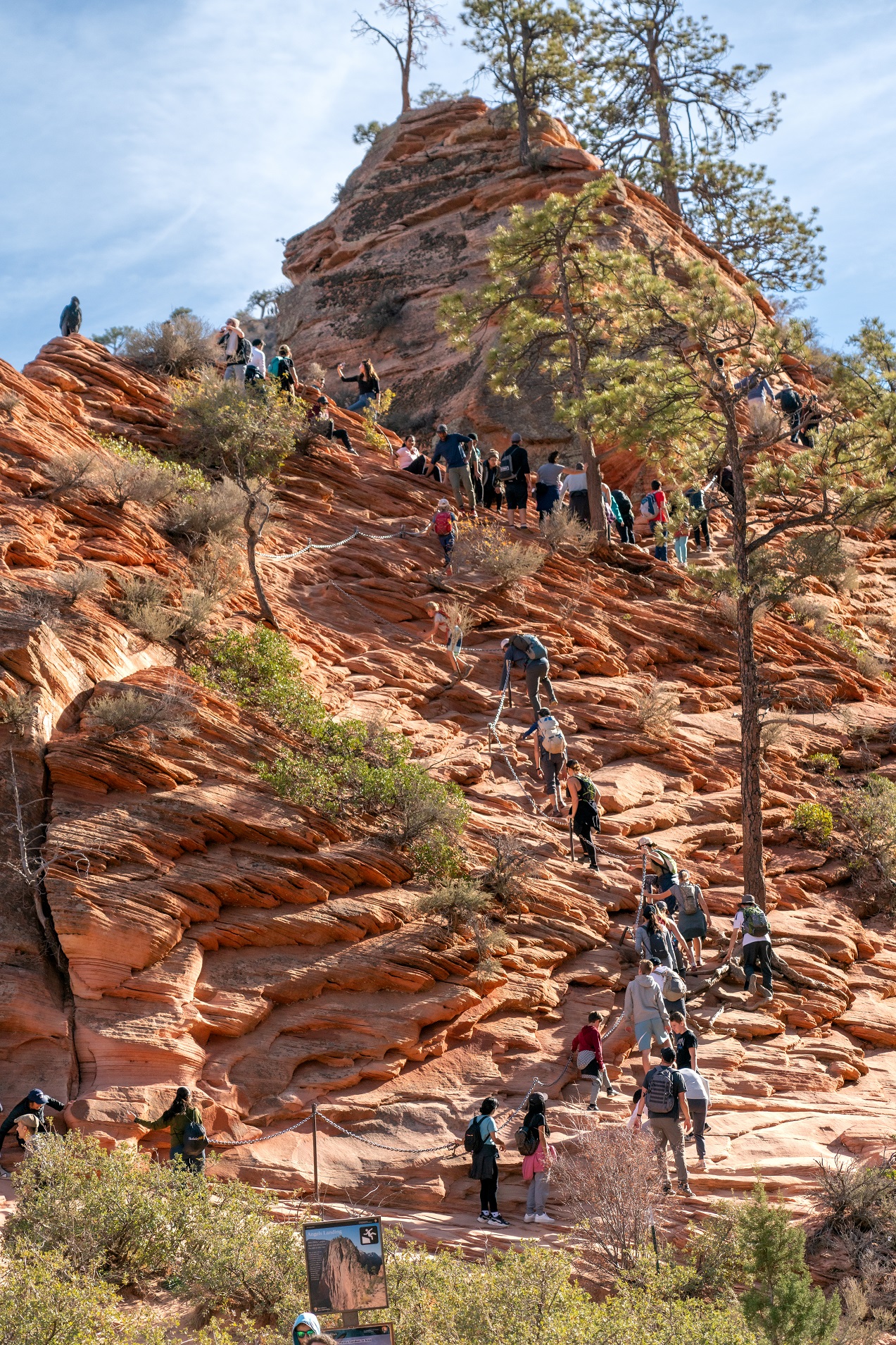 are dogs allowed in angels park zion national park