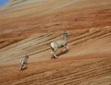 Bighorn sheep on east side of Zion National Park