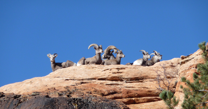 Desert Bighorn Sheep