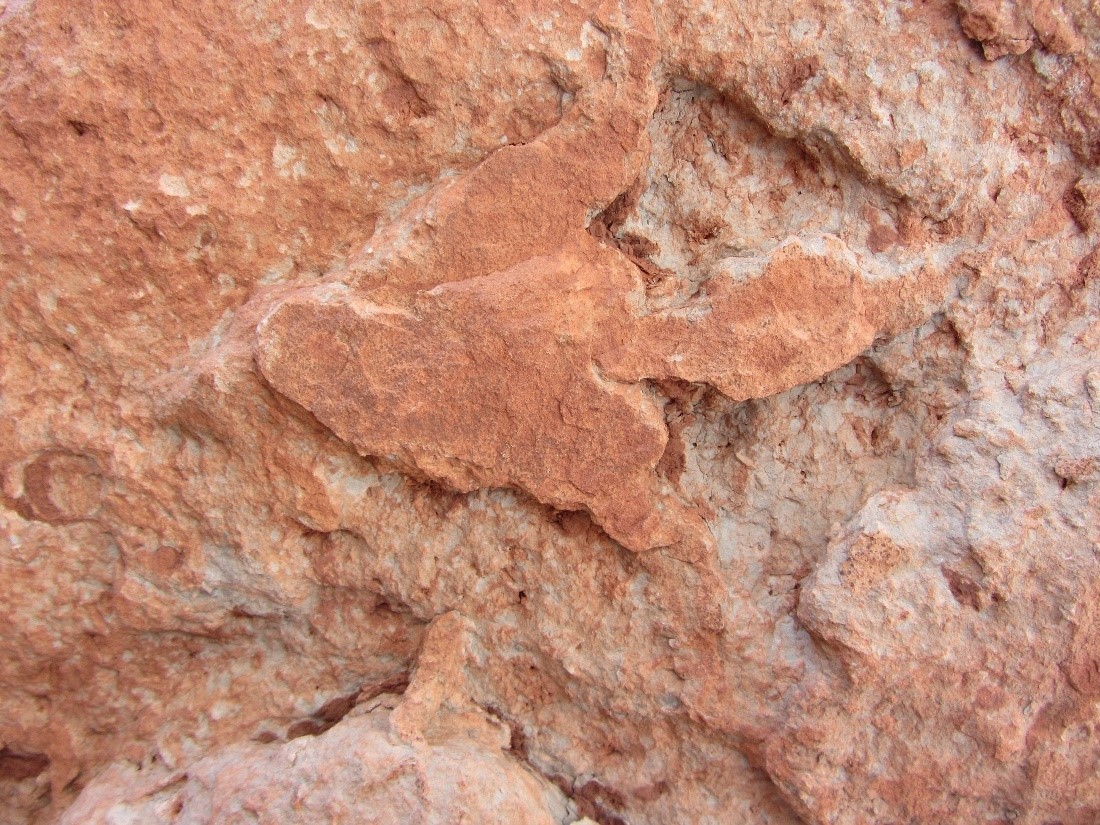 A three toed track in sandstone at Zion National Park