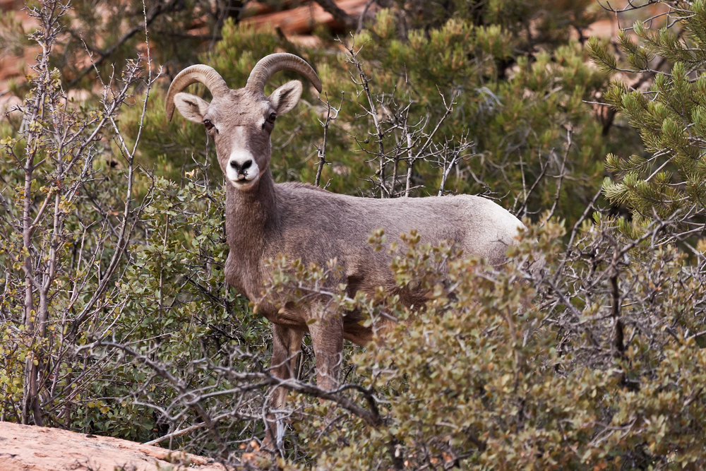 Bighorn Sheep Bighorn Sheep