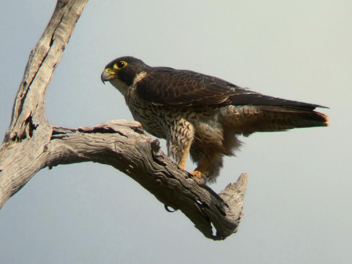 Peregrine Falcon Peregrine Falcon