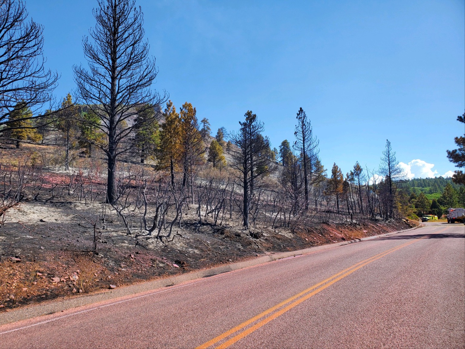 Burned vegetation on a hill along the Kolob Terrace Road in Zion National Park.