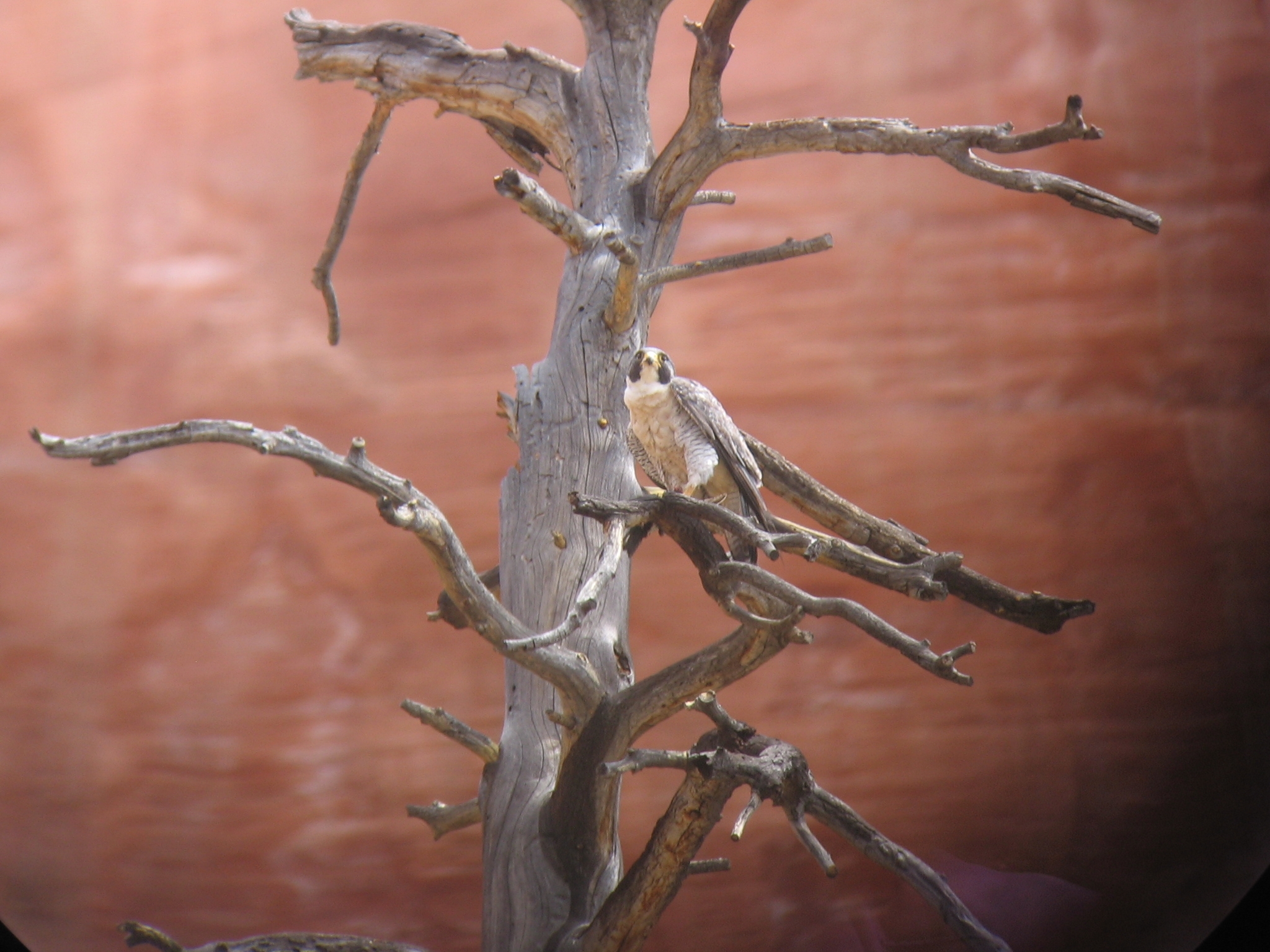 A bird of prey perches in a tree with red rock canyon wall behind them.