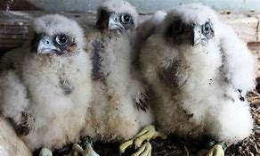 Peregrine Falcons Peregrine Falcons