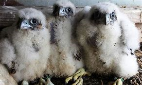 Peregrine Falcons