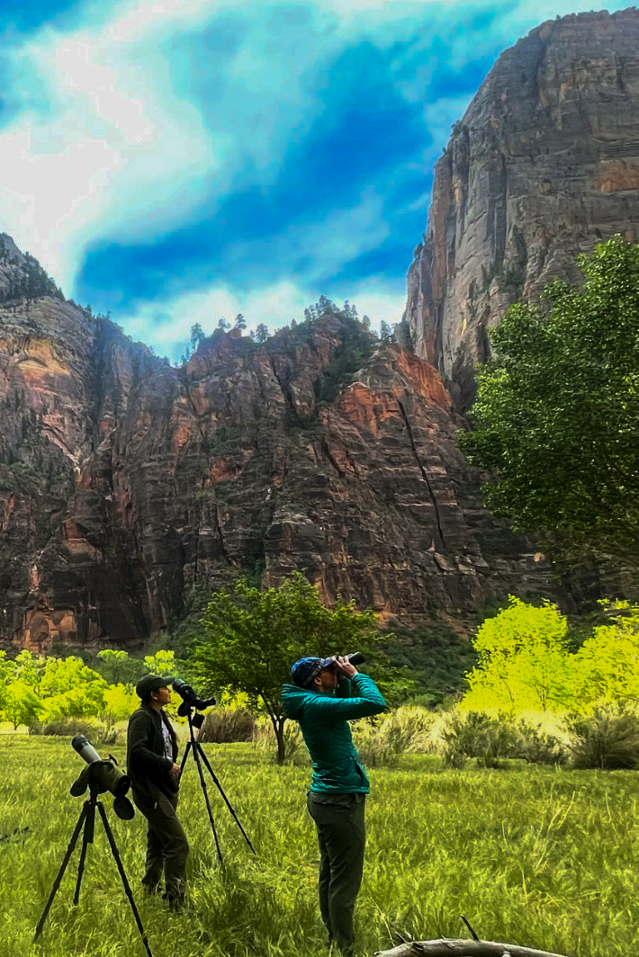 Two people stand next to spotting scopes and use binoculars to look for nesting birds surrounded by the red rock of Zion Canyon