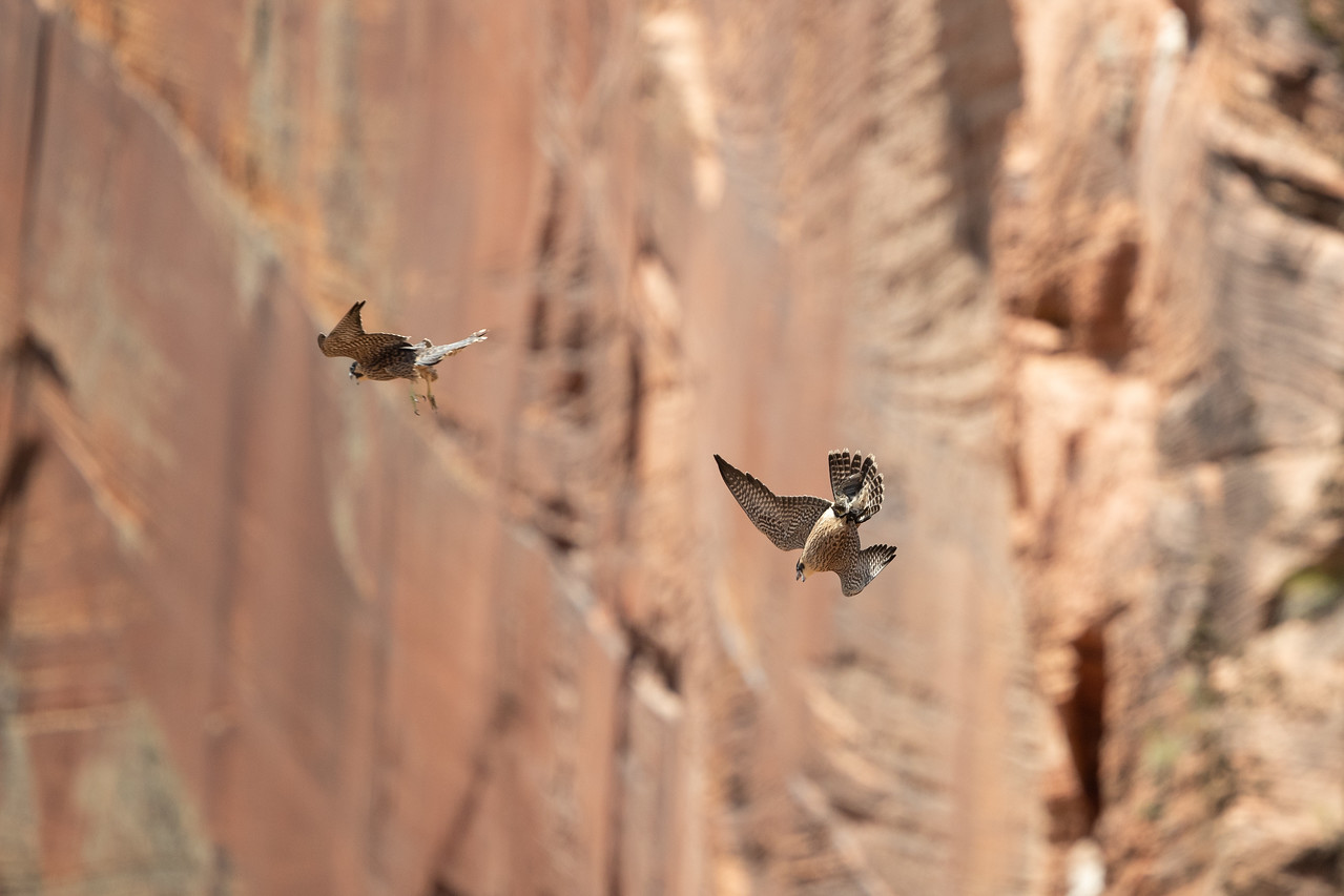 Two peregrine falcons fly in front of the wall of Zion National Park.