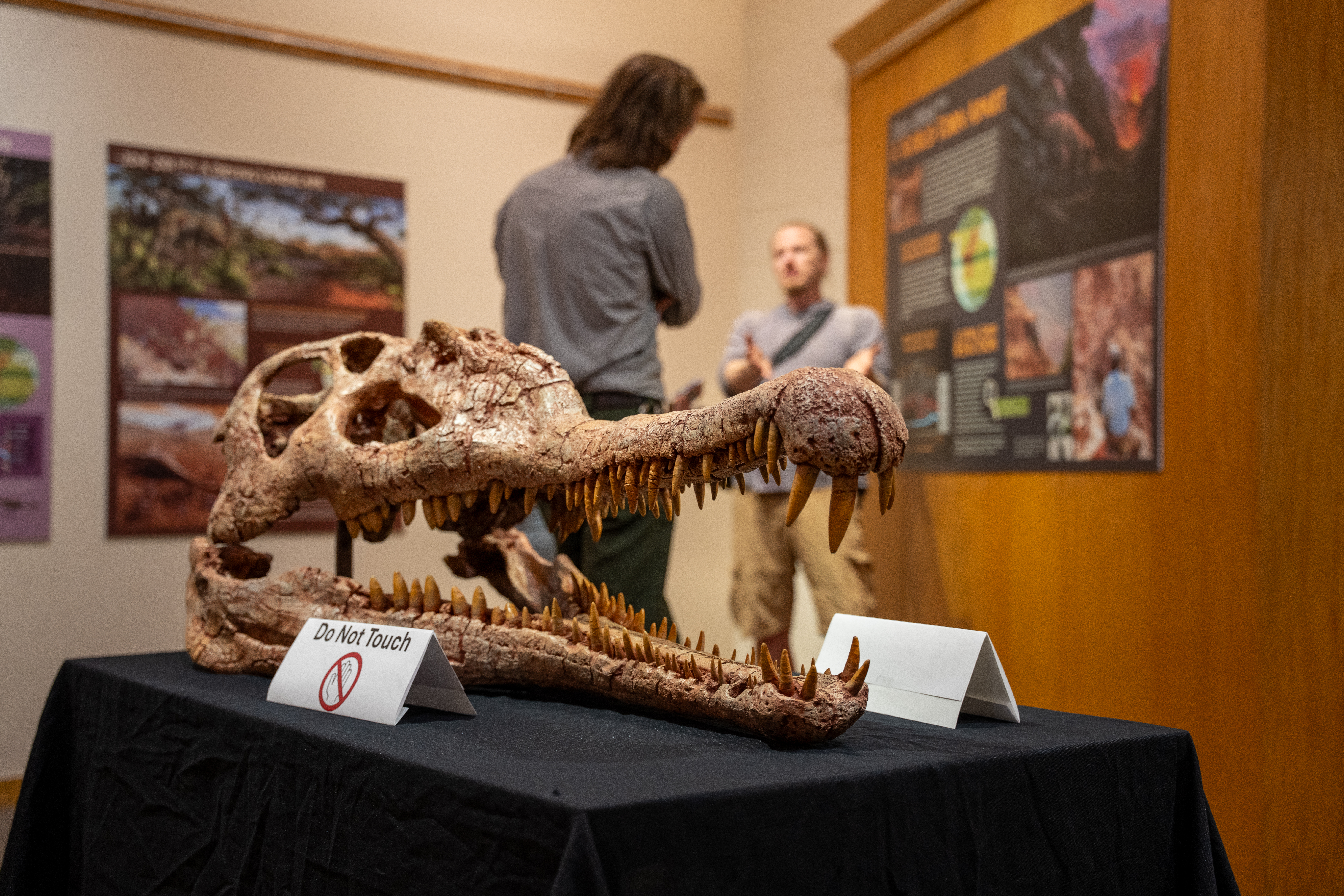 Zion Model Phytosaur Skull A large brown model skull with a long jaw and sharp teeth with people looking at posters on the wall in the background