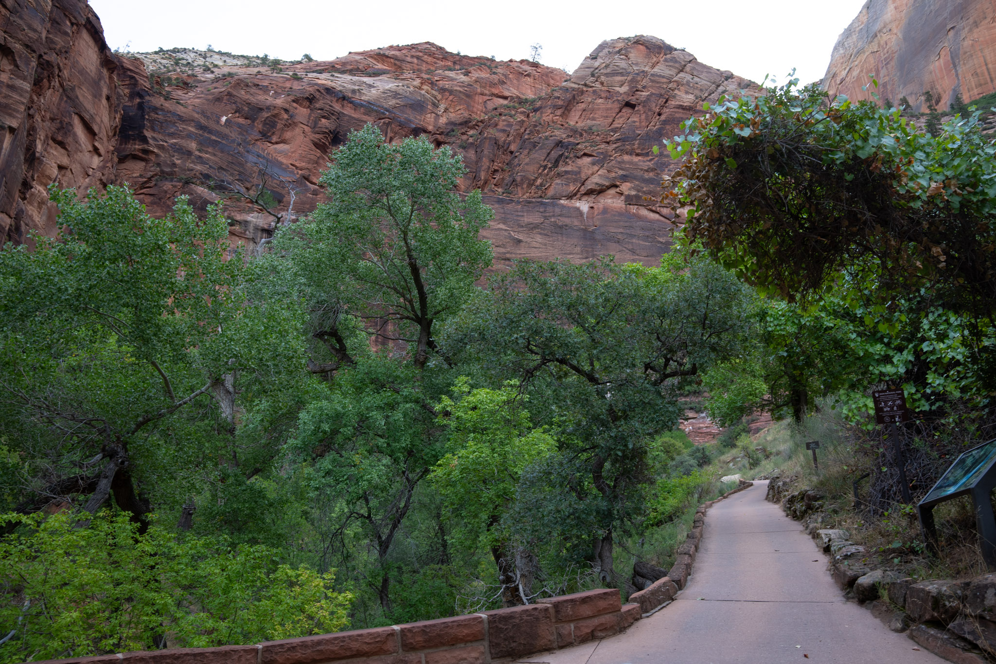 A paved trail ascends up a hill into cottonwood trees.