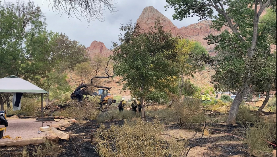 Zion National Park - Watchman Campground Burned trees in Zion National Park - Watchman Campground