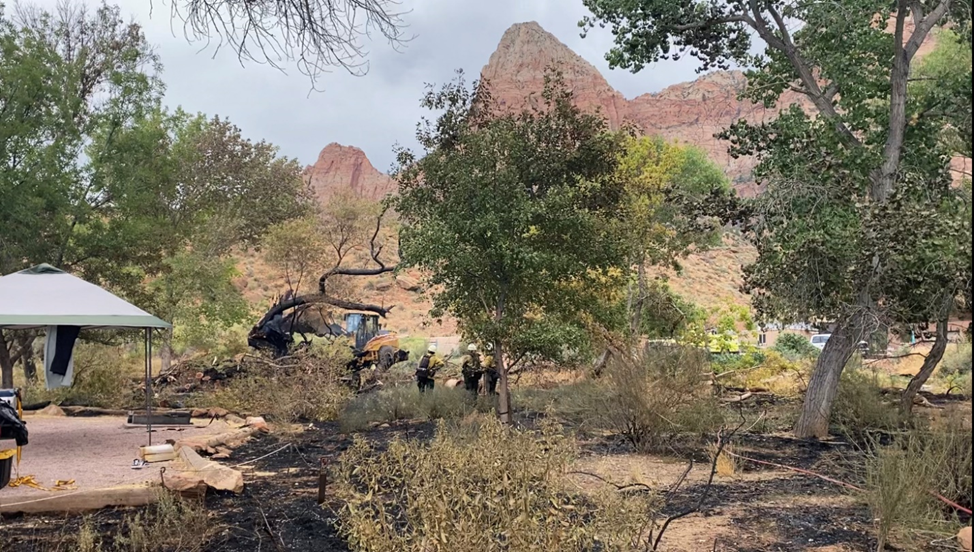 Burned trees in Zion National Park - Watchman Campground