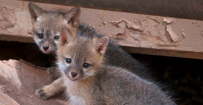 Gray Fox Kits