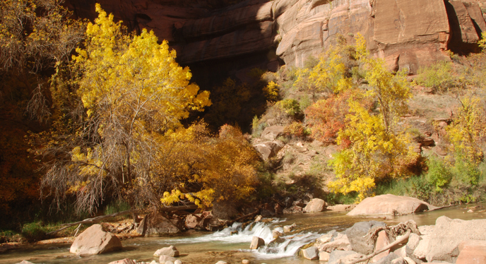Cottonwood trees burst with color in fall. Cottonwood trees burst with color in fall.