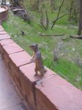 Rock Squirrel