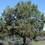 Utah Juniper