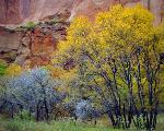 8. Kolob in Autumn2