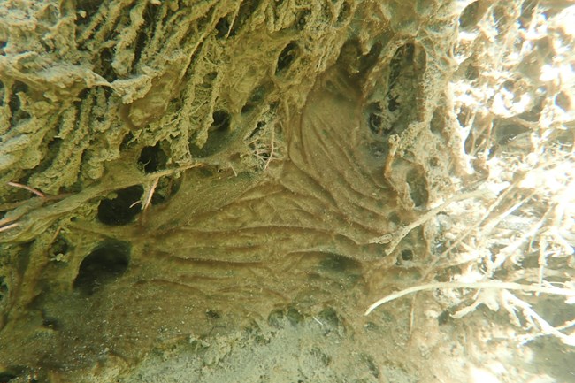 cyanobacteria that is yellow in color growing on the bottom of the river