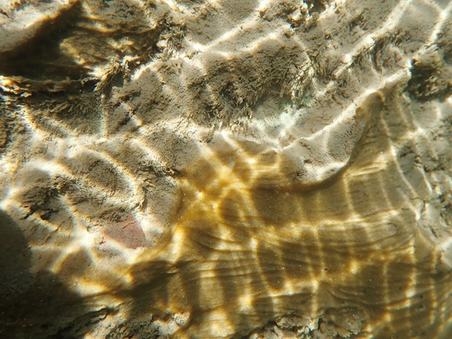 brown cyanobacteria attached to the side of the river.
