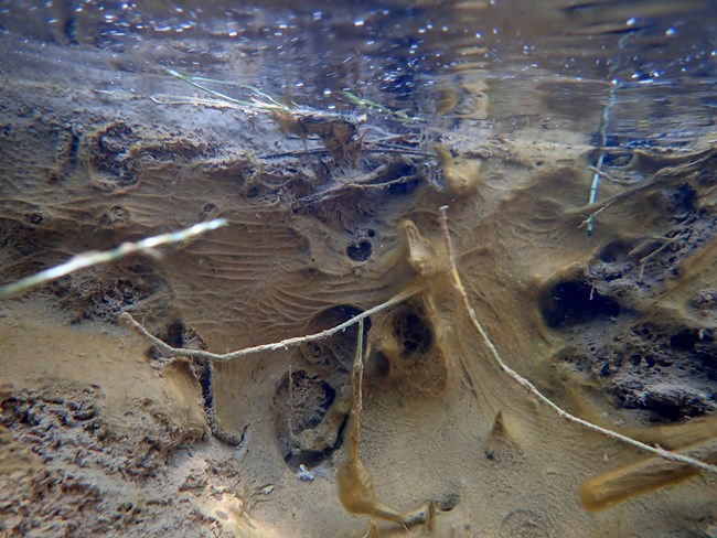 cyanobacteria growth underwater