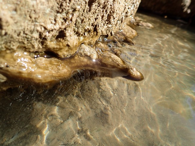 Cyanobacteria that is light brown in color, slimy, felt-like appearance. Veiny, but may not always have veins. Appears more bubbly on surface. Forms mats up to several centimeters thick