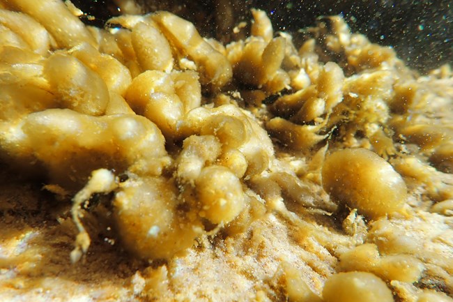 Cyanobacteria that is a yellow, squishy blobs that form mucous-like mats