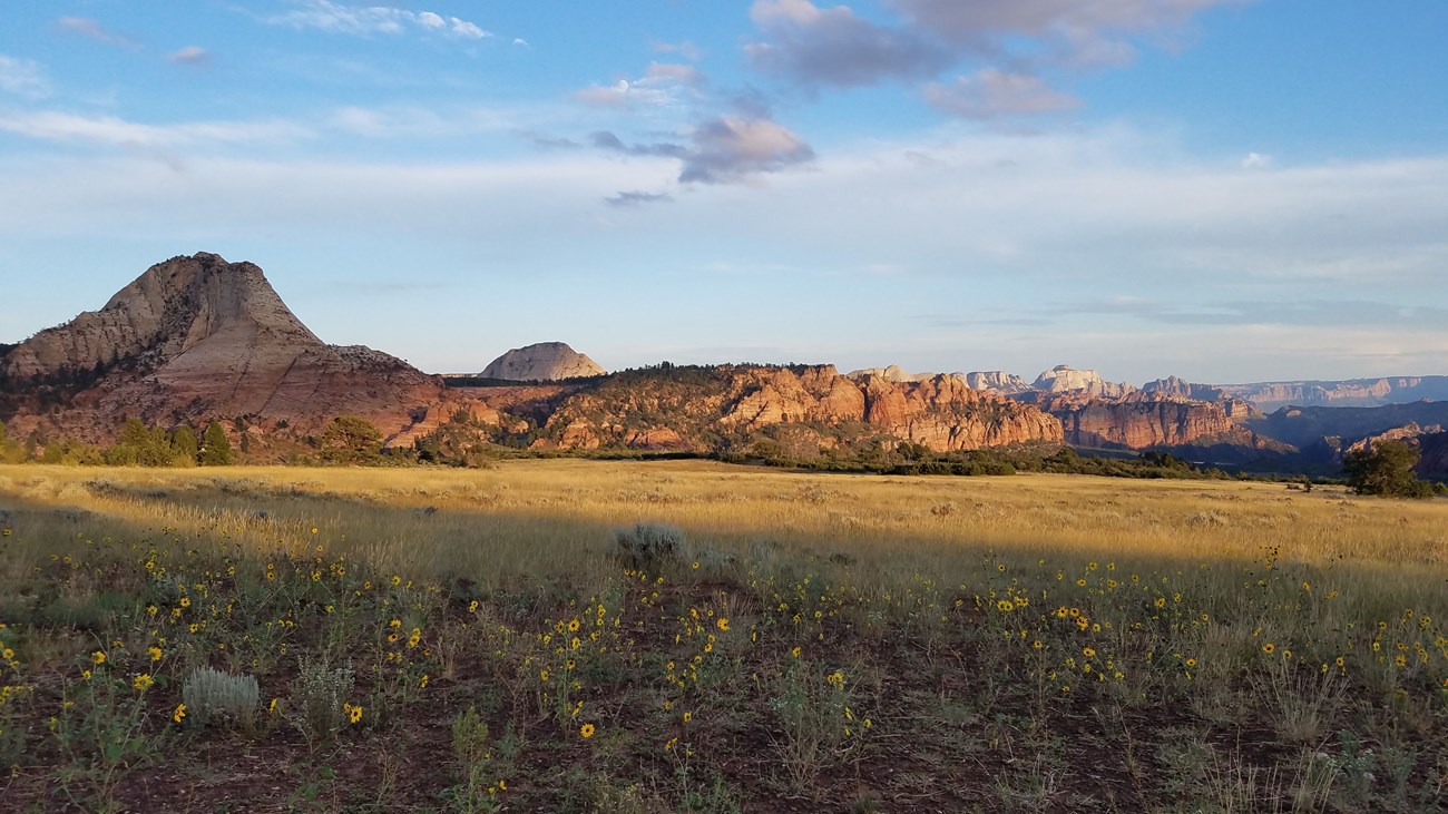 View from the connector trail with a field of flowers extending into dramatic cliffs and sandstone domes