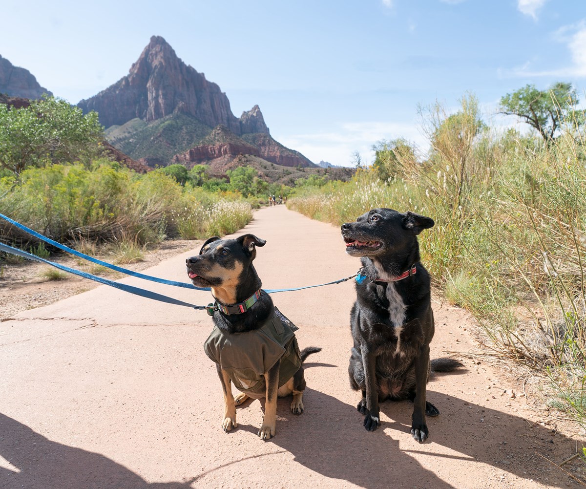 Two medium size dogs on leashes sit on a paved trail with the Watchman peak in the background