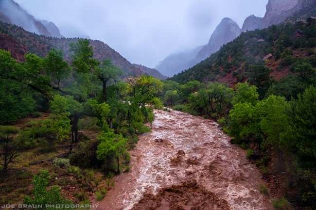 Flash Flood in Zion Virgin River flash flooding with the Watchman in the background