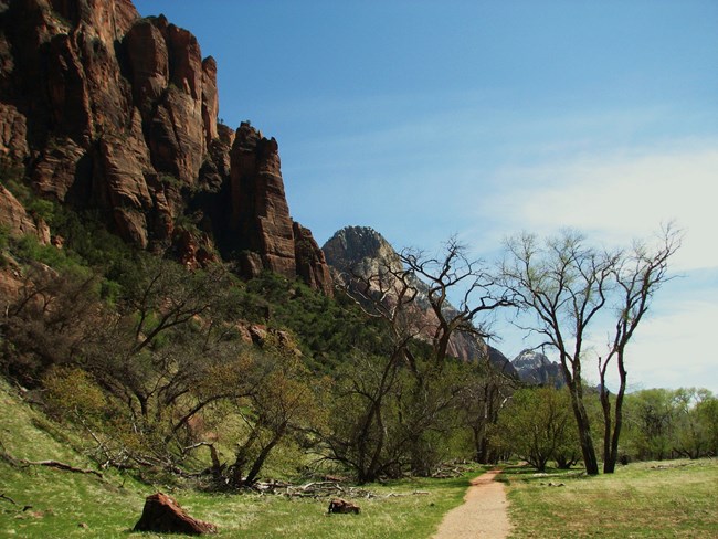 A gravel trail meanders through a grotto of trees under tall, sandstone cliffs.