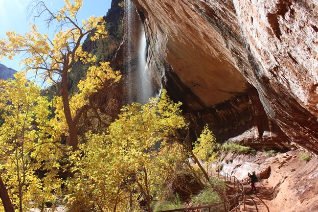 A person takes a photo of waterfall and trees covered in yellow leaves