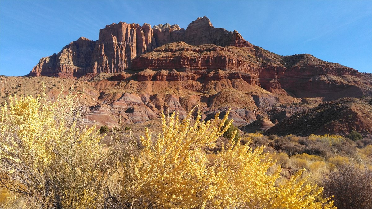 Desert shrubs with a red sandstone mountain in the background